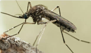 害虫蚊子图片